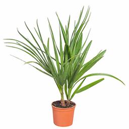 Хамеропс хумилис