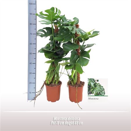 Monstera Deliciosa
