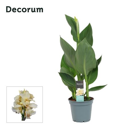 Canna Alaska (decorum)