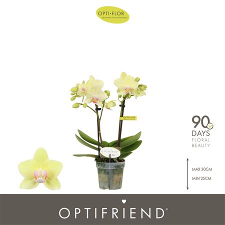 Phal 2st Lena 10+ (opti)