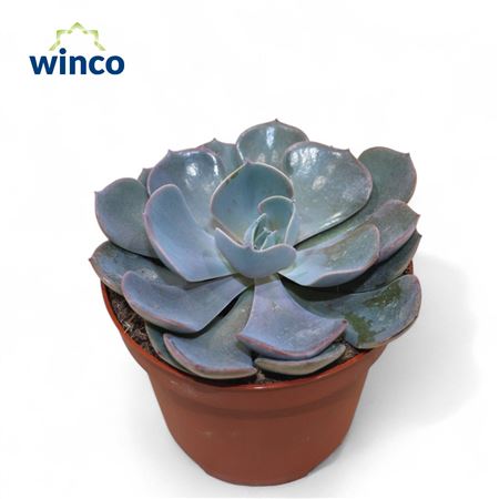 Echeveria Dusty Rose