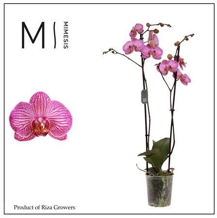 Phalaenopsis Flirtation 2 Spike - 12cm | Mimesis