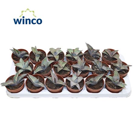 Agave Titanota
