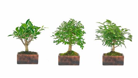 Bonsai Ficus Retusa Ball Pot Terra Collection