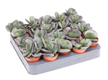 Adromischus Trigynus