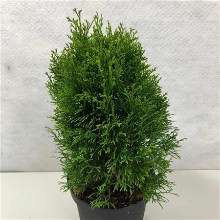 Thuja Occ Kraznal