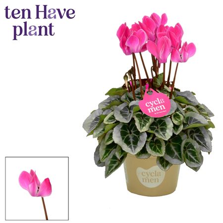Cyclamen Super Picasso Flamed Mix