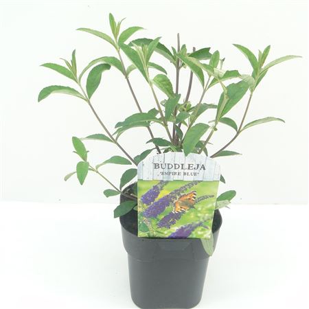 Buddleja Dav Empire Blue