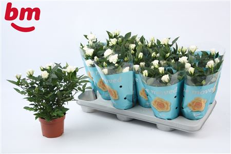Rosa White Jewel (bm)
