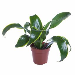 Драцена фрагранс Дорадо