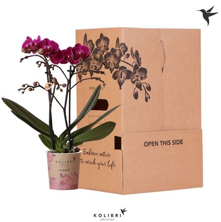 Phal 2st Violet 2 Spike No Sleeve (ok)