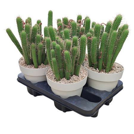 Cleistocactus Baumannii