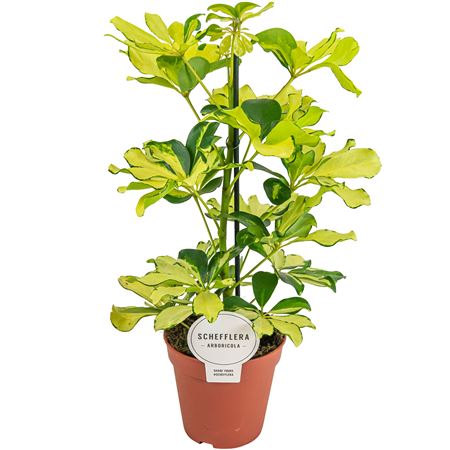 Schefflera Melanie