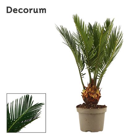 Cycas Revoluta 4+ (decorum)