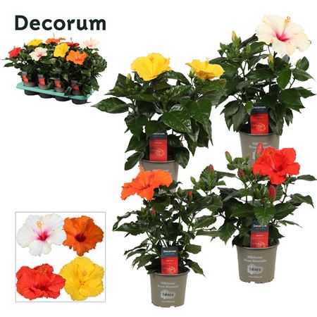 Hibiscus Mix 4+ (decorum)