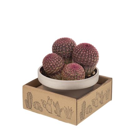 Echinocereus Rigidissimus Rubrispinus в белом басе