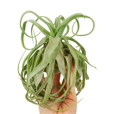 Tillandsia Streptophylla