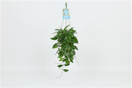 Hang On Green Hoya Memoria Gracilis