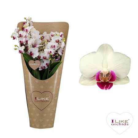 Phal 6st Duetto Multi Safe Haven 90+ (levo)