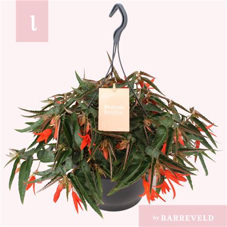 Begonia Bonfire Orange In Hanging Pot