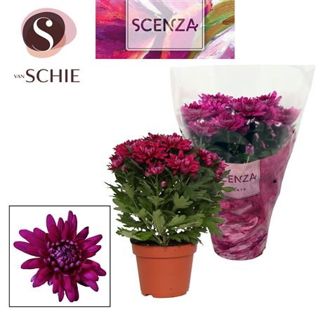 Chrys Grandezza Purple (scenza)