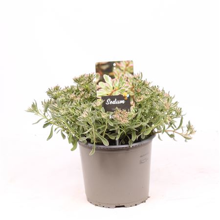 Sedum Tricolor