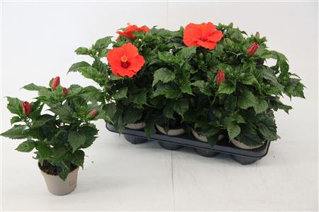 Hibiscus Bordeaux 4+