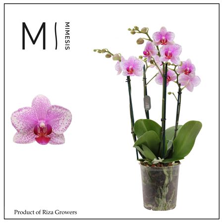Phal 4st Rotterdam 35+ (mimesis)