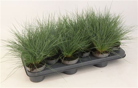 Festuca Glauca Eisvogel