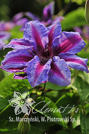Клематис гибридный Акайши