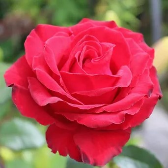 Роза чайно-гибридная Гранд Гала