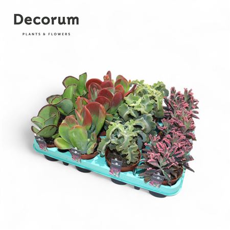Kalanchoe Mix (dec)