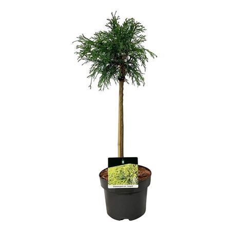 Chamaecyparis Pis Sungold On Stem