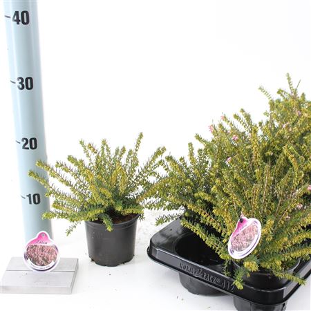 Erica Darl Ghost Hills