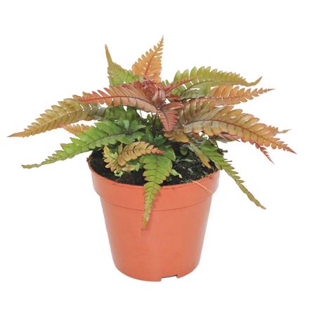 Pteris Quadriaurita Tricolor