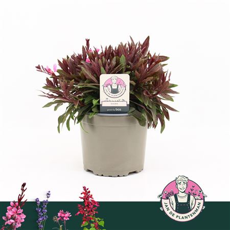 Gaura Lindheimeri Pink Gaudi