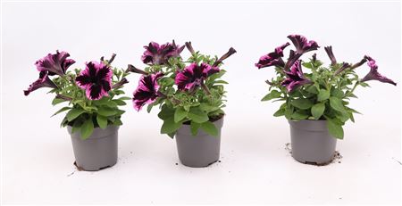 Petunia Go!tunia Cosmic Purple