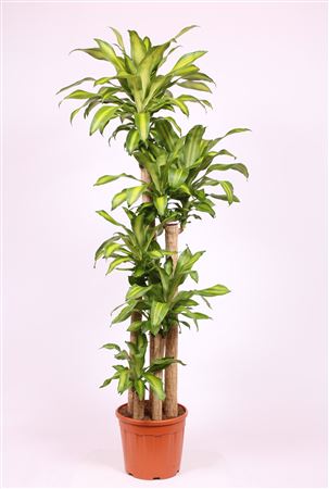 Dracaena Massangeana 150-120-90-60-30