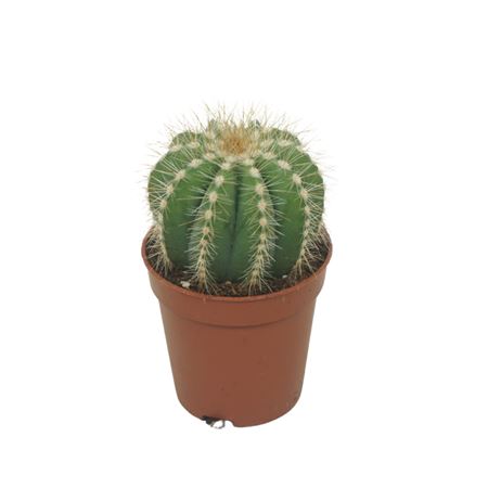 Notocactus Magnificus 5,5 Cm
