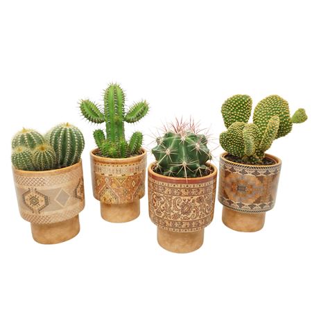 Cactus Mix Cassablanca