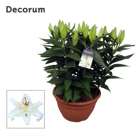 Lilium Or White 9pp (decorum)