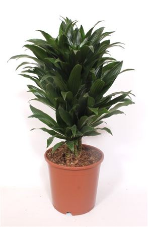 Dracaena Compacta