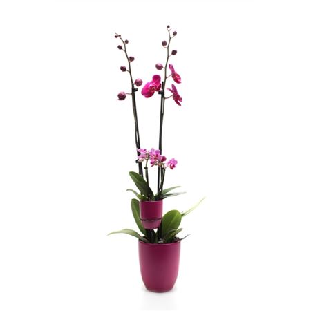 Phal 2st Tiny Dolls Purple 14+tiny Dolls 1st (vg)
