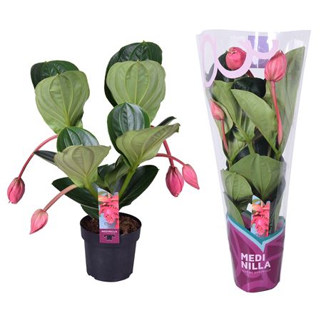 Medinilla Magnifica Flamenco 2 Etage 4fl. Exclusiv
