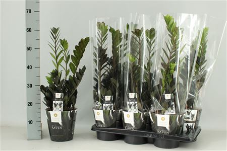 Zamioculcas Raven 3+