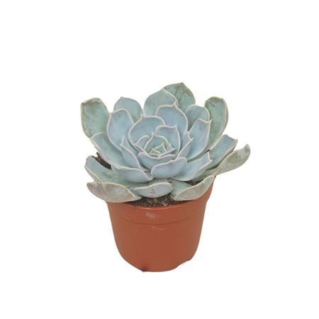 Echeveria Lila China 7 Cm