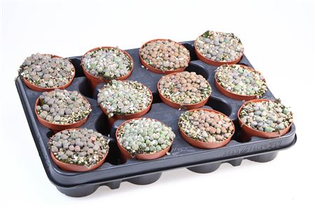 Lithops Mix