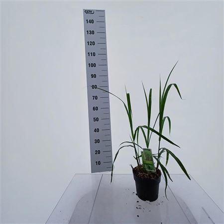 Miscanthus Sin Giganteus