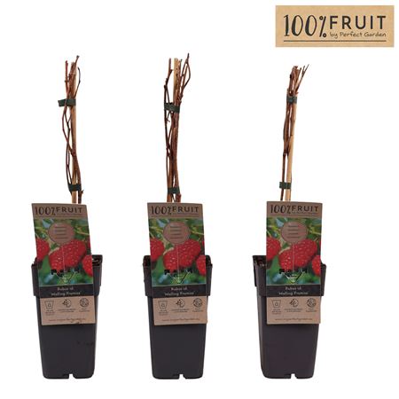 Rubus Idaeus Malling Promise