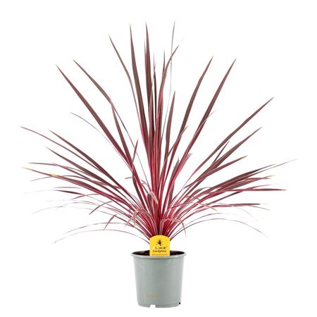 Cordyline Australis Charlie Boy